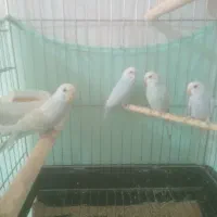 مرغ عشق