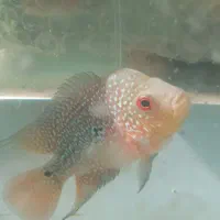 فلاور هورن رد دراگون|ماهی|بجنورد, |دیوار