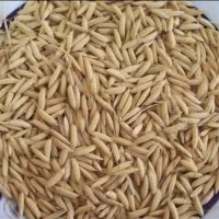 بذر اصلاح شده هاشمی