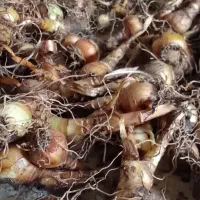 پیاز گل دانه برفی یا زنگوله|گل و گیاه طبیعی|لاهیجان, بازکیاگوراب|دیوار