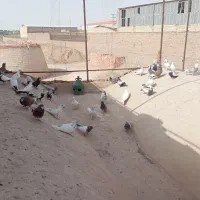 کفتر