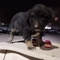 سگ توله|سگ|گلستان (تهران), |دیوار