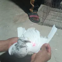 کبوتر دوازده جوجه کشی و پرش تضمینی