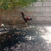 خروس افغان|حیوانات مزرعه|عنبرآباد, |دیوار