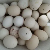 تخم مرغ محلی