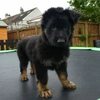 توله ژرمن شپرد اصیل سگ نگهبان باهوش و دوست داشتنی|سگ|تهران, شهرک غرب|دیوار