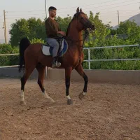 اسب|اسب و تجهیزات اسبسواری|سیاخ دارنگون, |دیوار