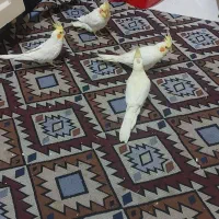 عروس هلندی