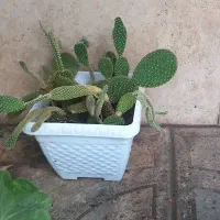 گل کاتوس