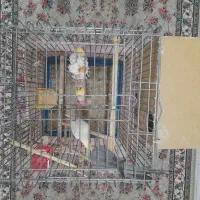 عروس هلندی