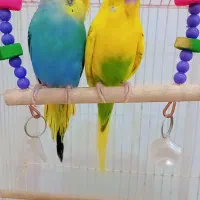 مرغ عشق تخم گذار
