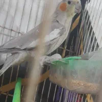 عروس هلندی قیمت 500