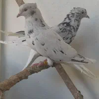 نروماده کوهی دم سفید
