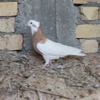 جفت طوقی زرد خالسیاه لامرد|پرنده|لامرد, |دیوار