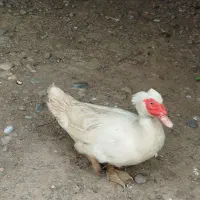 اردک اسرائیلی