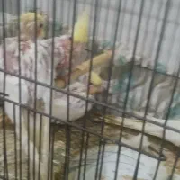 طوطی عروس|پرنده|رشت, حمیدیان|دیوار