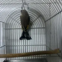 سهره دورگ کرمونی|پرنده|شیراز, شهرک پرواز|دیوار