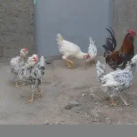 مرغ وخروس گلین