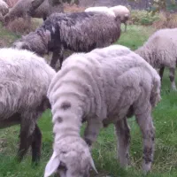 فروش گوسفند نر وماده|حیوانات مزرعه|تالش, جوکندان|دیوار