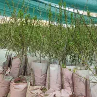 نهالستان تولید کننده ارقام بادام گلدانی و گردو