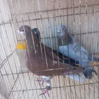 سار ..ساده|پرنده|مشهد, رضاییه|دیوار