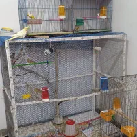 قناری سرای گلستان