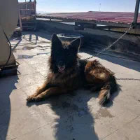 سگ ژرمن|سگ|رباط‌کریم, شهرک صنعتی نصیرآباد|دیوار