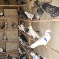 کبوتر به صورت یک جا