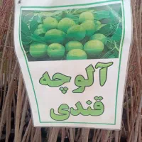 نهال اصلاح شده