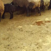 ذبح مرغ خروس وگوسفند