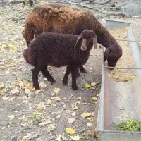 گوسفند بره دار|حیوانات مزرعه|آزادشهر, |دیوار