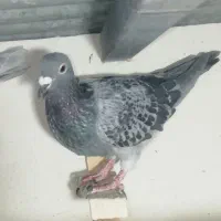 کبوتر دورگ پلاکی|پرنده|شیراز, کاراندیش|دیوار