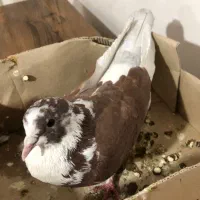 کبوتر|پرنده|بناب, |دیوار