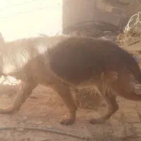 سگ ژرمن ماده