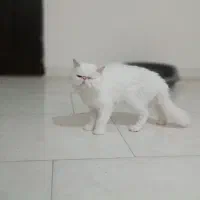 گربه پرشین شجره دار ماده یکساله