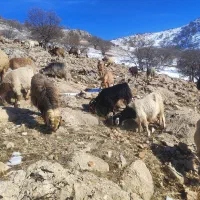 فروش 7راس بز