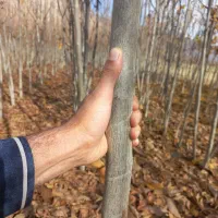 درختان مثمر نهالستان بادام|خدمات باغبانی و درختکاری|فارسان, |دیوار