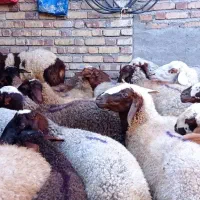 گوسفند و شیشک فروشی|حیوانات مزرعه|باوله, |دیوار