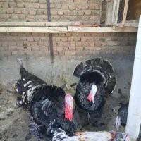 بوغلمون برنز  نر