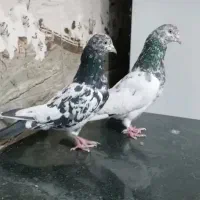 کبوتر پاکستانی تیدی پرشی|پرنده|تهران, آهنگ|دیوار