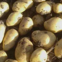 سیب‌زمینی بذری آگریا ، قوچان|حراج|آبکوه, |دیوار