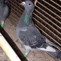 کفتر جوانه پرشی