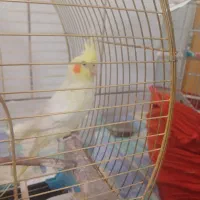 یک جفت عروس هلندی سخنگو