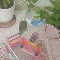 پرنده.طوطی برزیلی