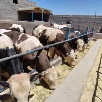 گوساله سیمینتال سرک بده