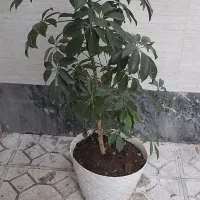 گل خانگی