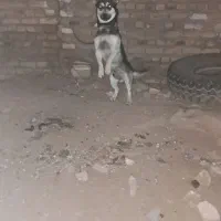 پاکوتاه