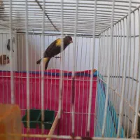 جوجه قناری نر