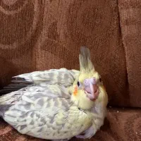 جوجه عروس....
