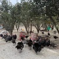 بوقلمون فروشی ‌|حیوانات مزرعه|گرگان, |دیوار